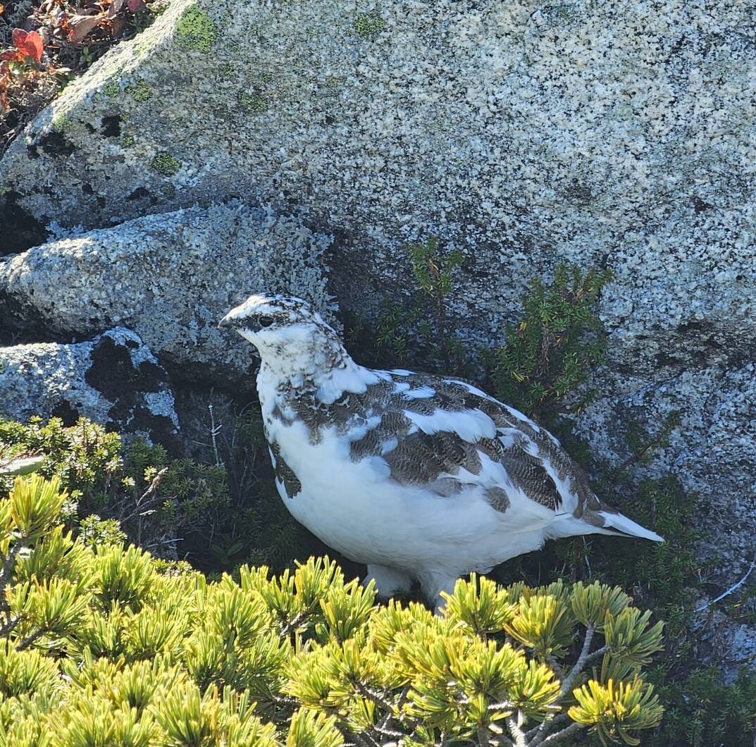 木曽駒ヶ岳の岩陰で休む白と褐色の雷鳥