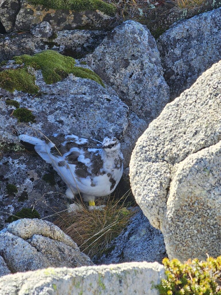 木曽駒ヶ岳の岩場にいる白と褐色の雷鳥と黄色い足環