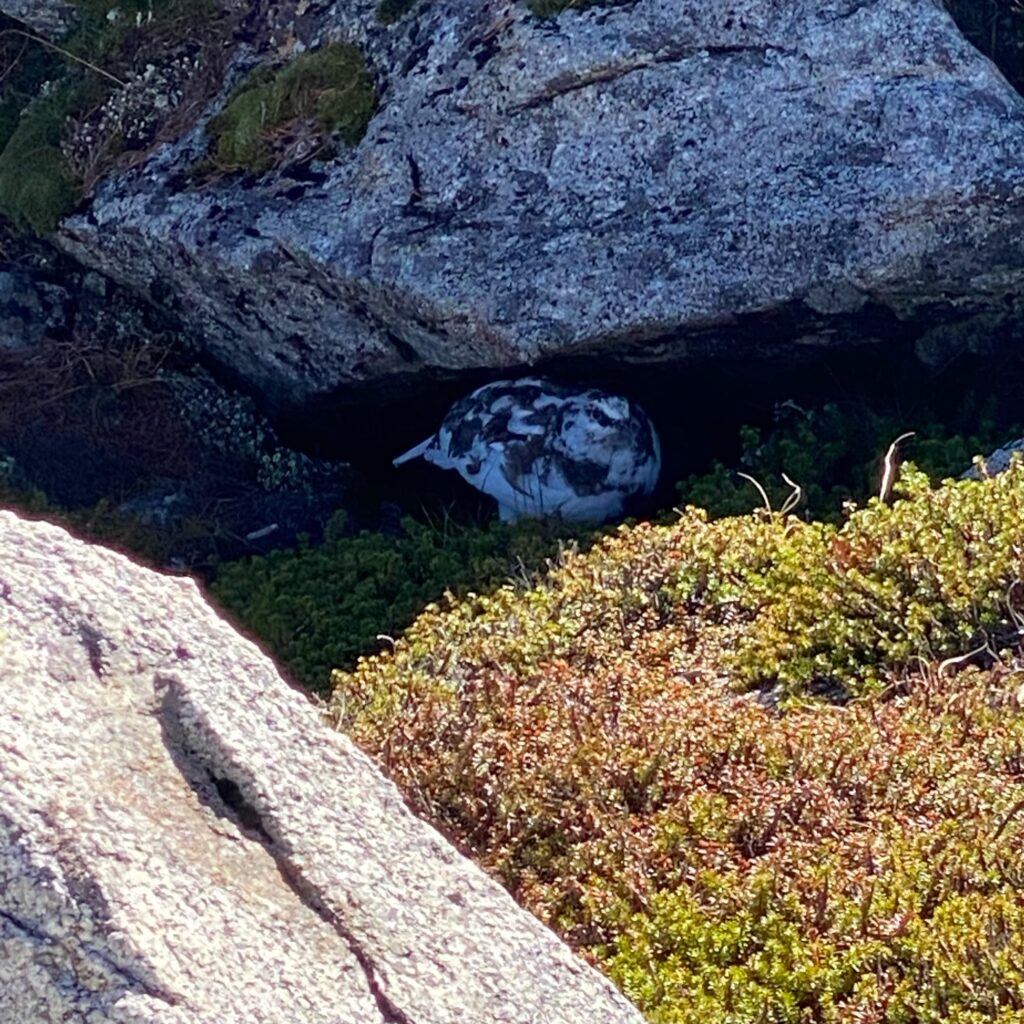 木曽駒ヶ岳の岩と高山植物の間に立つ白と褐色の雷鳥