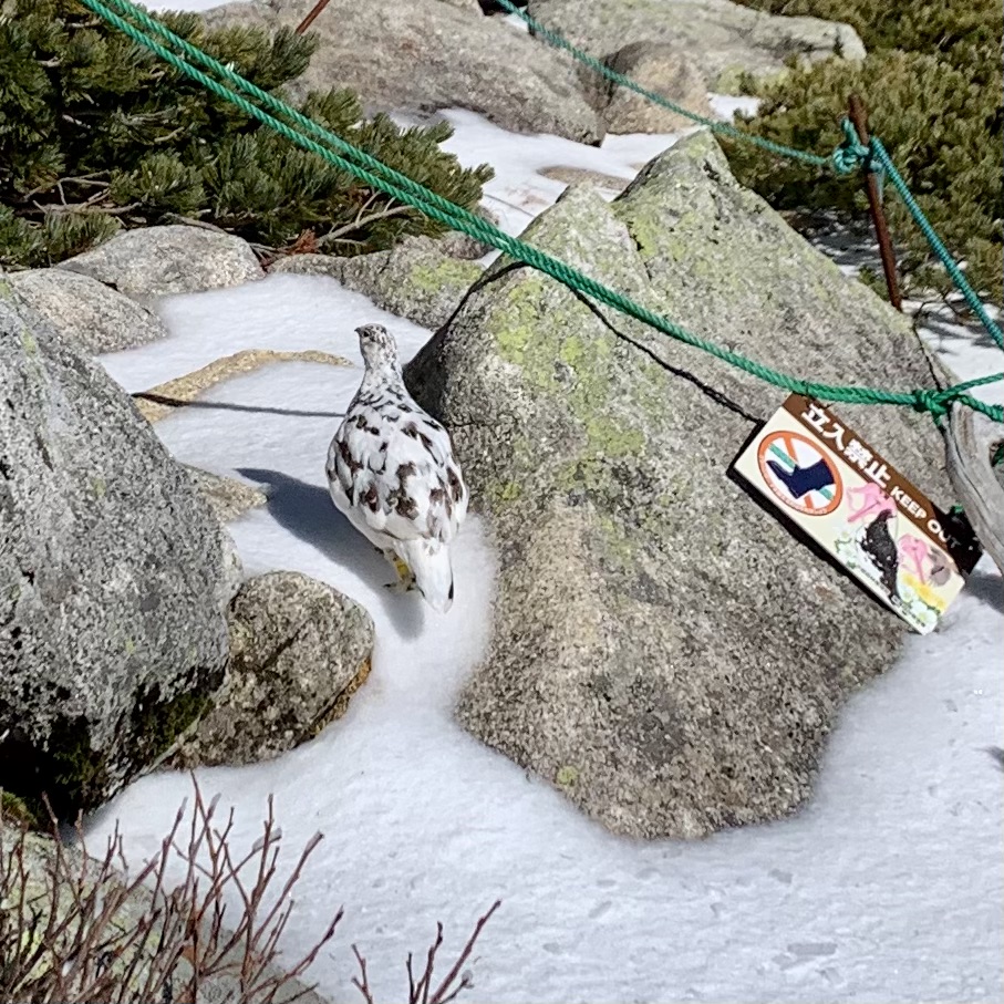 木曽駒ヶ岳の雪上を歩く白と褐色の羽を持つ雷鳥