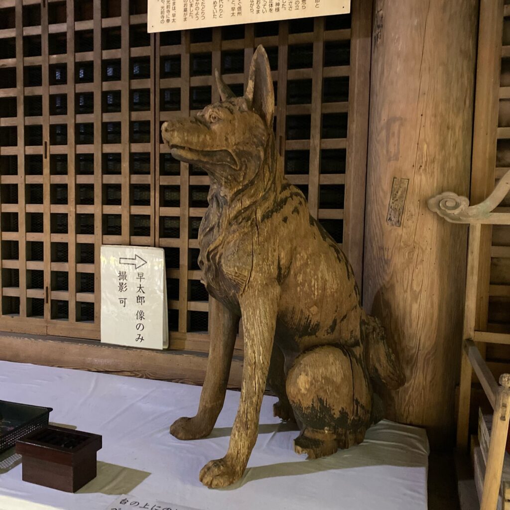 長野県駒ヶ根市・光前寺に安置された霊犬早太郎の木像