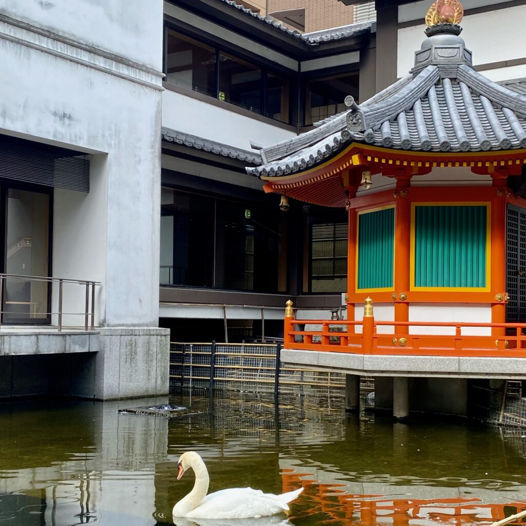 京都・六角堂の境内にある池を泳ぐ白鳥