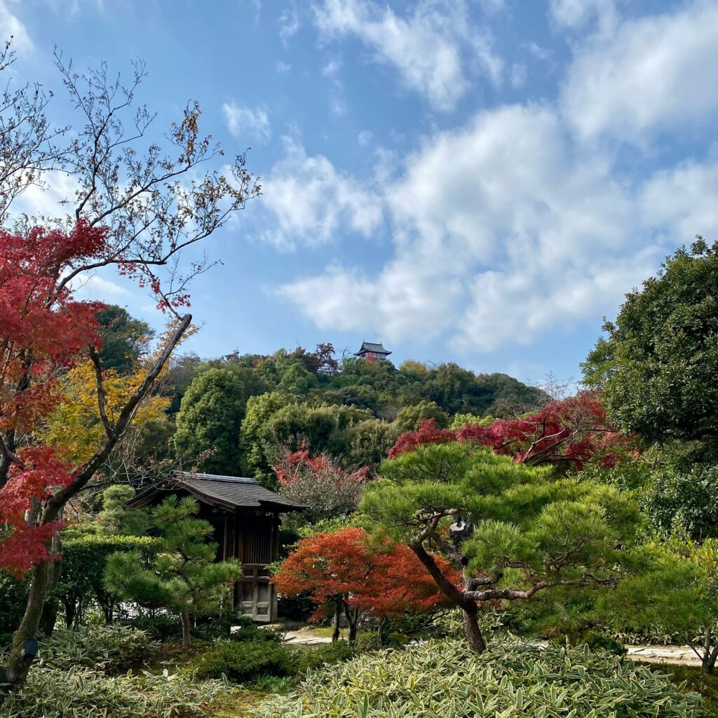 有楽苑の庭園越しに望む国宝犬山城