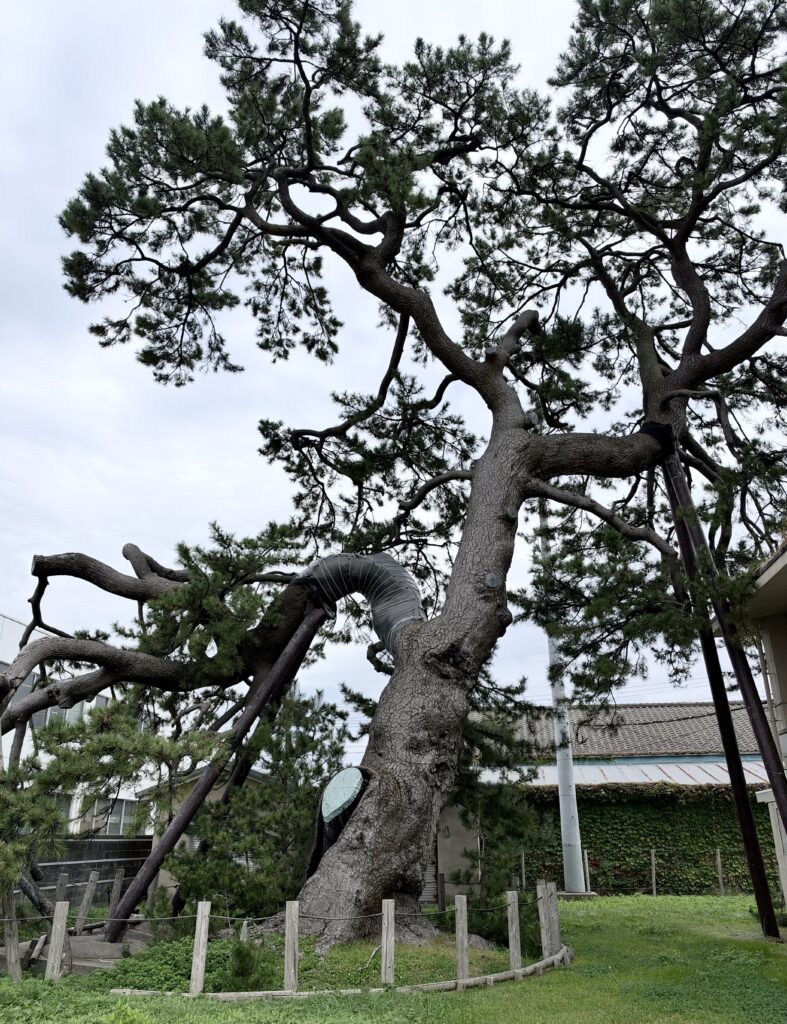 佐渡で見かけた枝を大きく広げる古い松