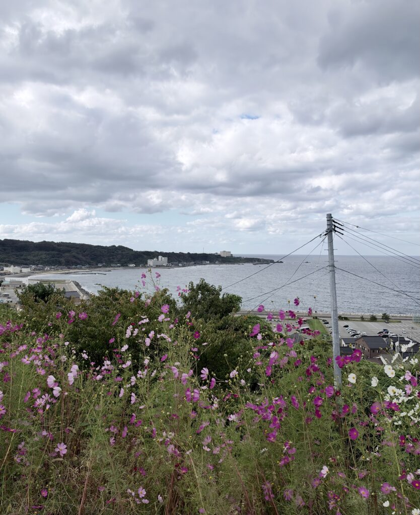 コスモス越しに望む佐渡・相川の海岸