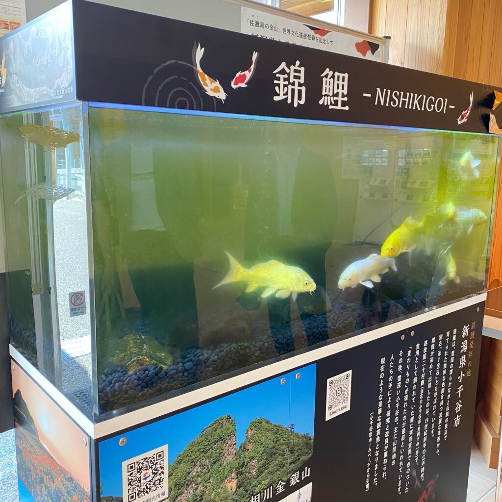 佐渡金銀山を背景に展示された新潟県小千谷市の錦鯉