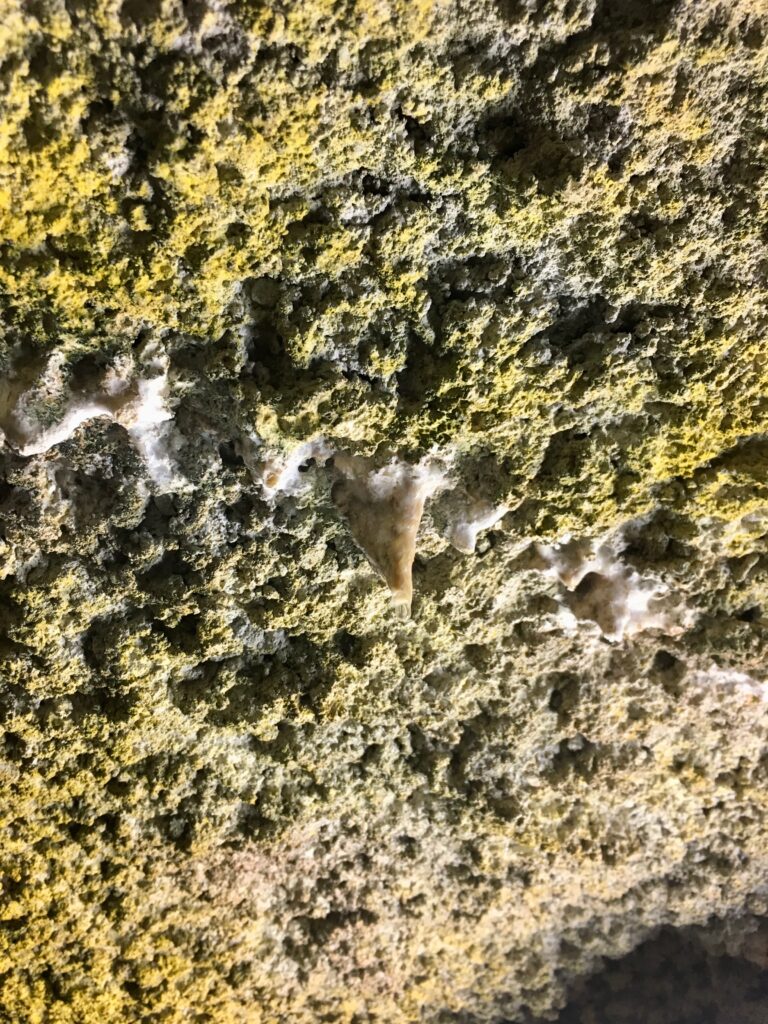 石見銀山の坑道内の岩肌に見られる白い鉱物状の析出物