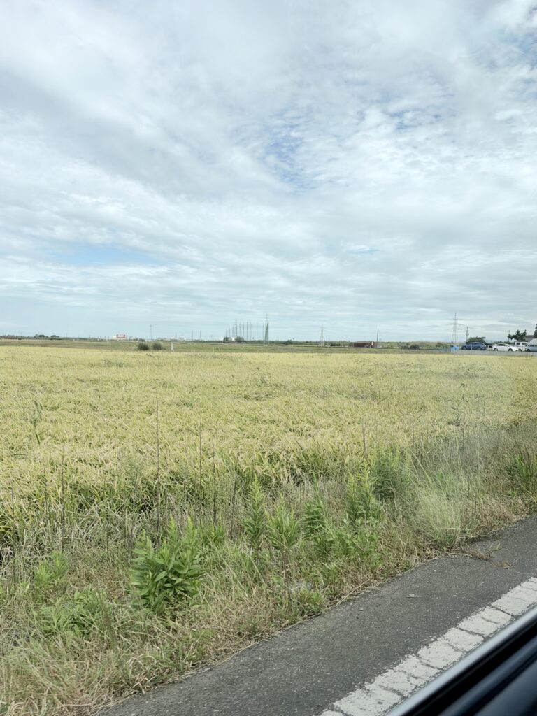 車窓から見た新潟・越後平野に一面に広がる稲穂の田んぼ