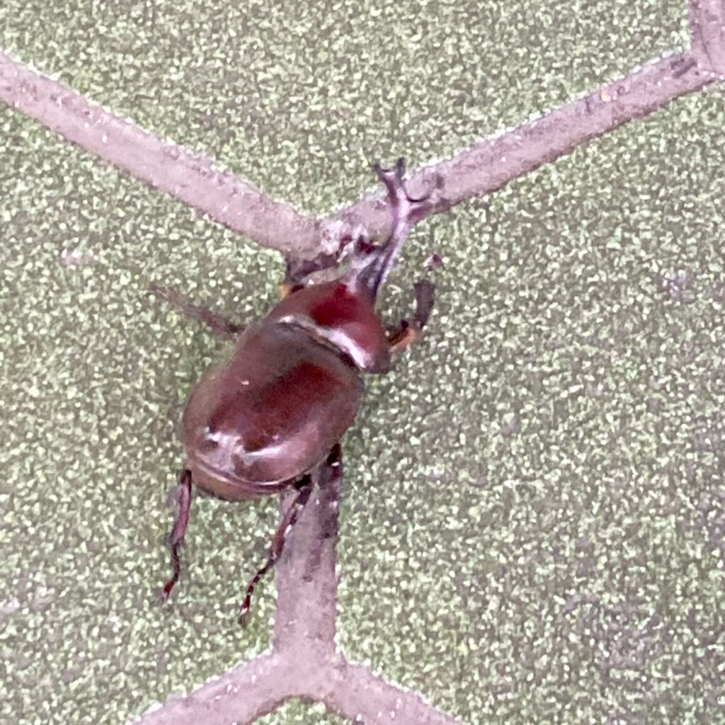 明治神宮の杜で見つけたカブトムシのクローズアップ