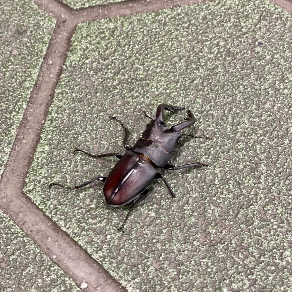 明治神宮の杜で見つけたクワガタムシ