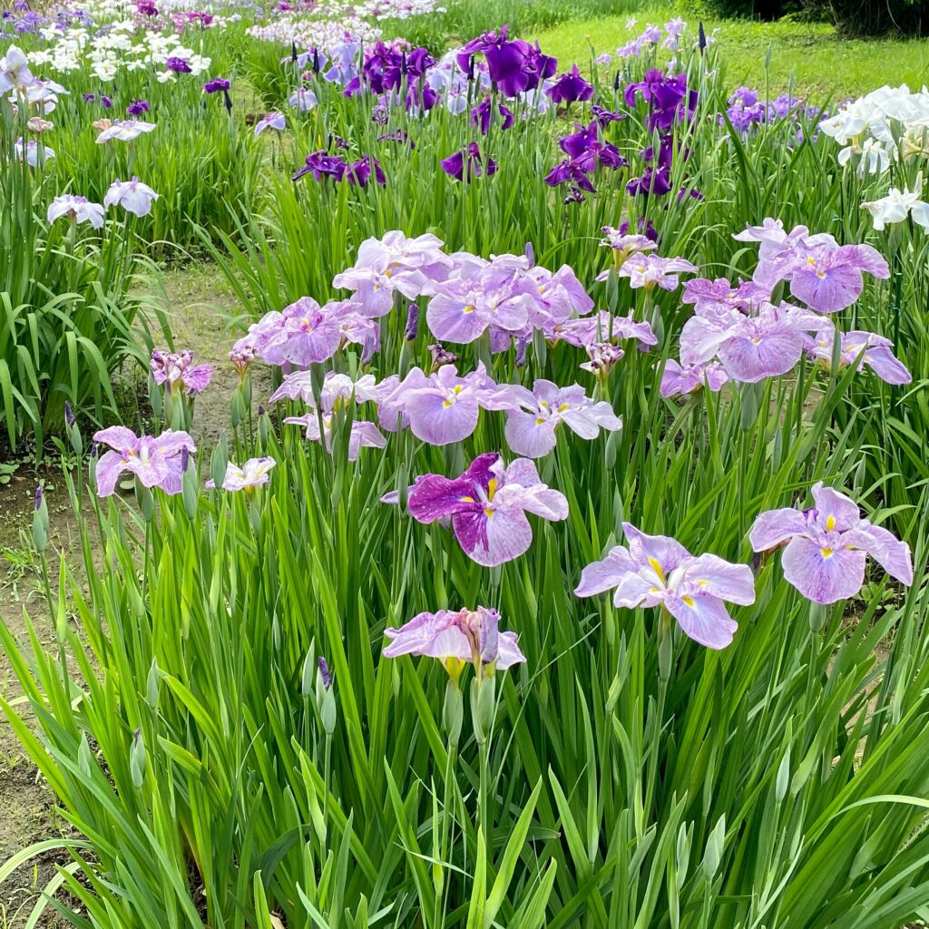 明治神宮御苑に咲く紫と白の花菖蒲