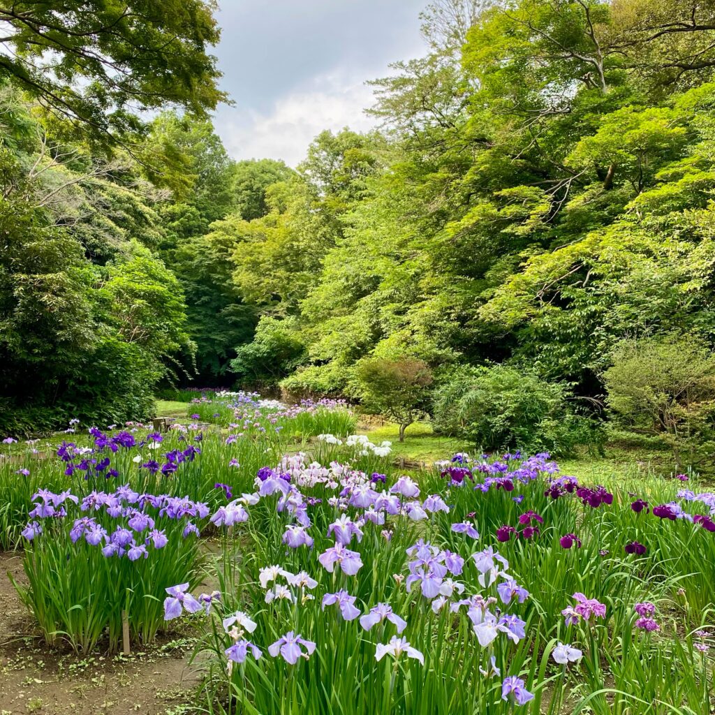 明治神宮御苑の菖蒲田に咲く色とりどりの花菖蒲