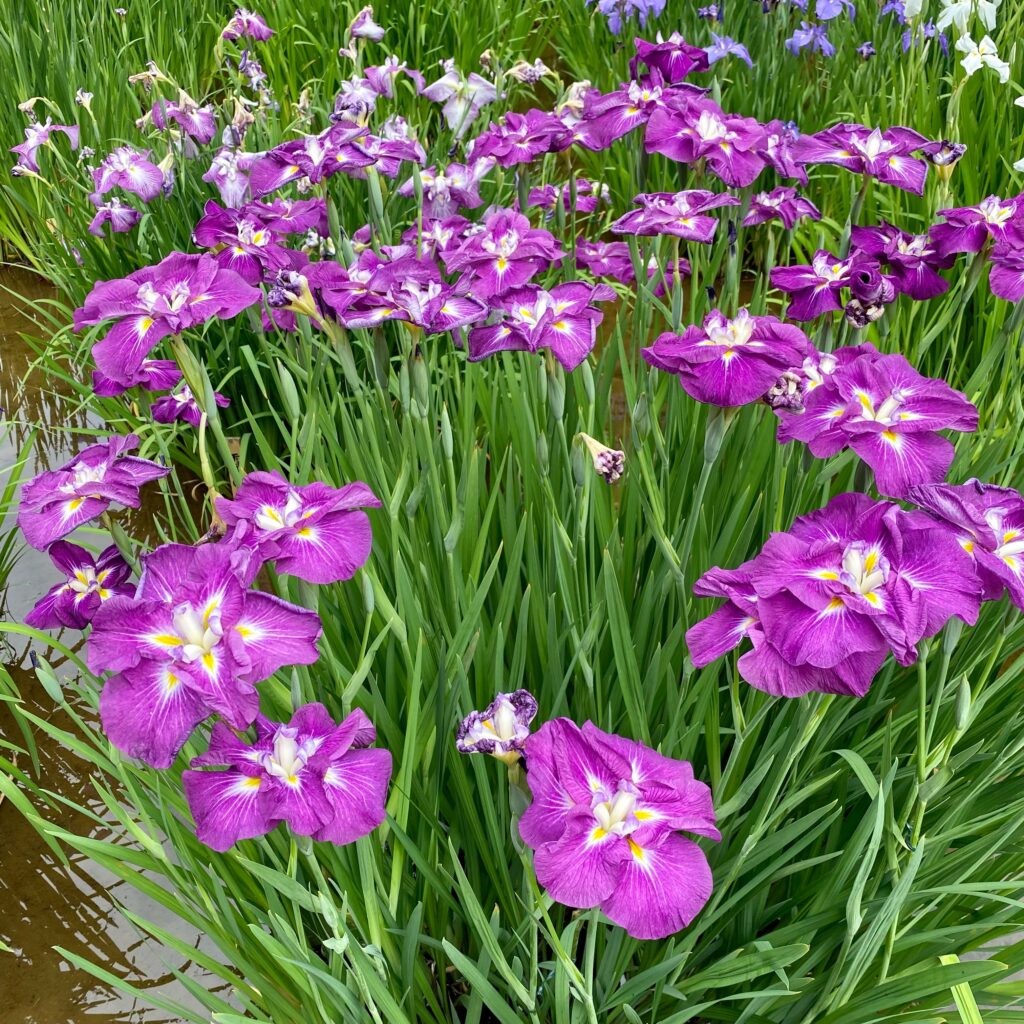 明治神宮御苑に咲く紫色の花菖蒲