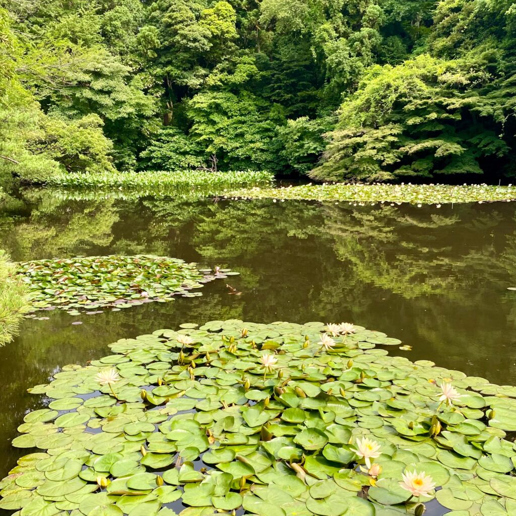 明治神宮御苑の池に広がる睡蓮