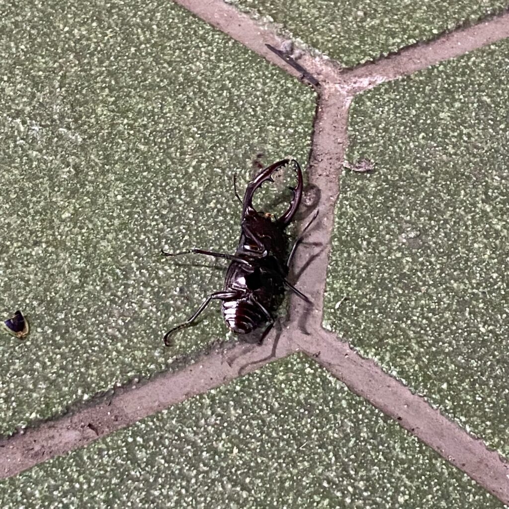 明治神宮周辺で見つけたクワガタムシの腹側