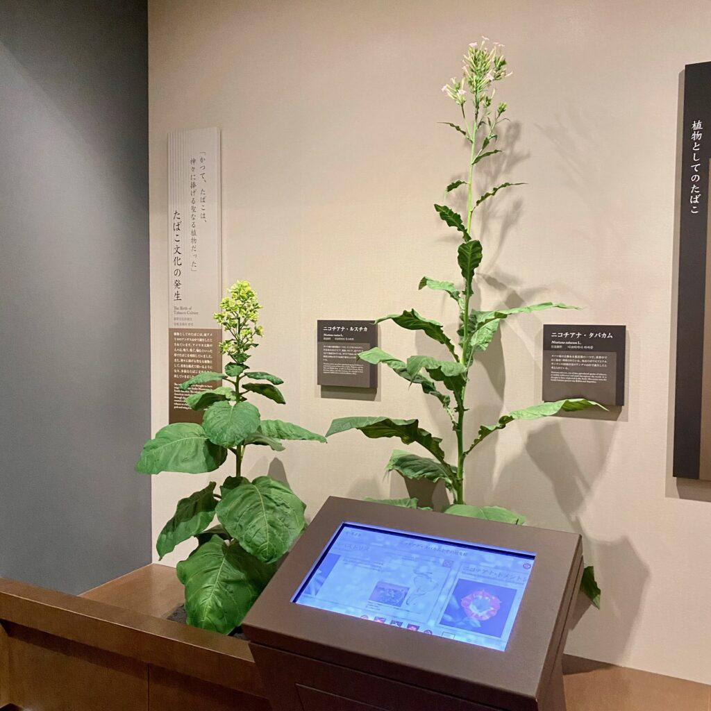タバコ属植物の展示