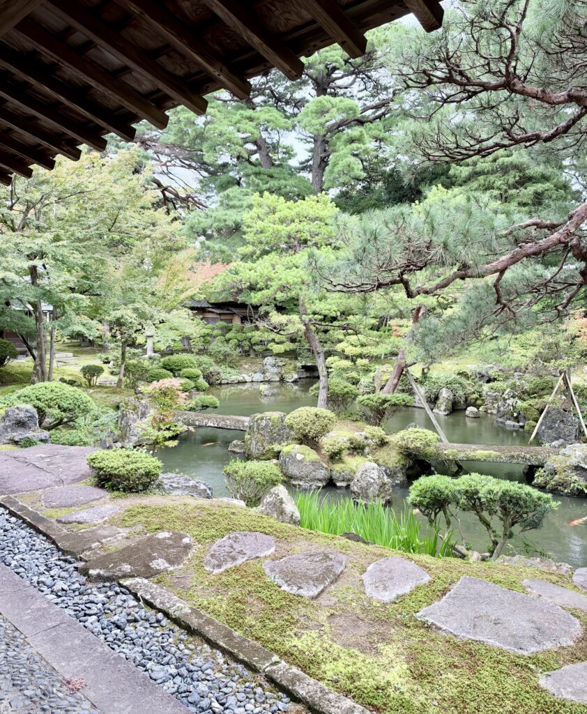 鯉が泳ぐ池と石橋、松の木々が広がる北方文化博物館の庭園