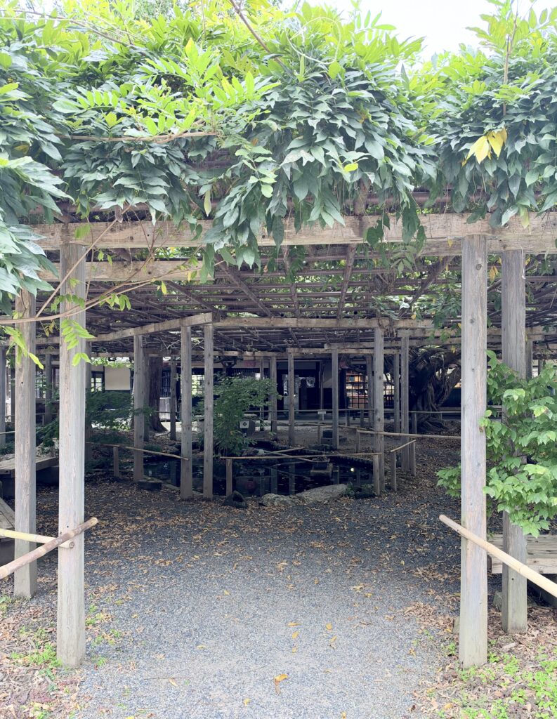 北方文化博物館の庭に広がる巨大な藤棚と木製の支柱