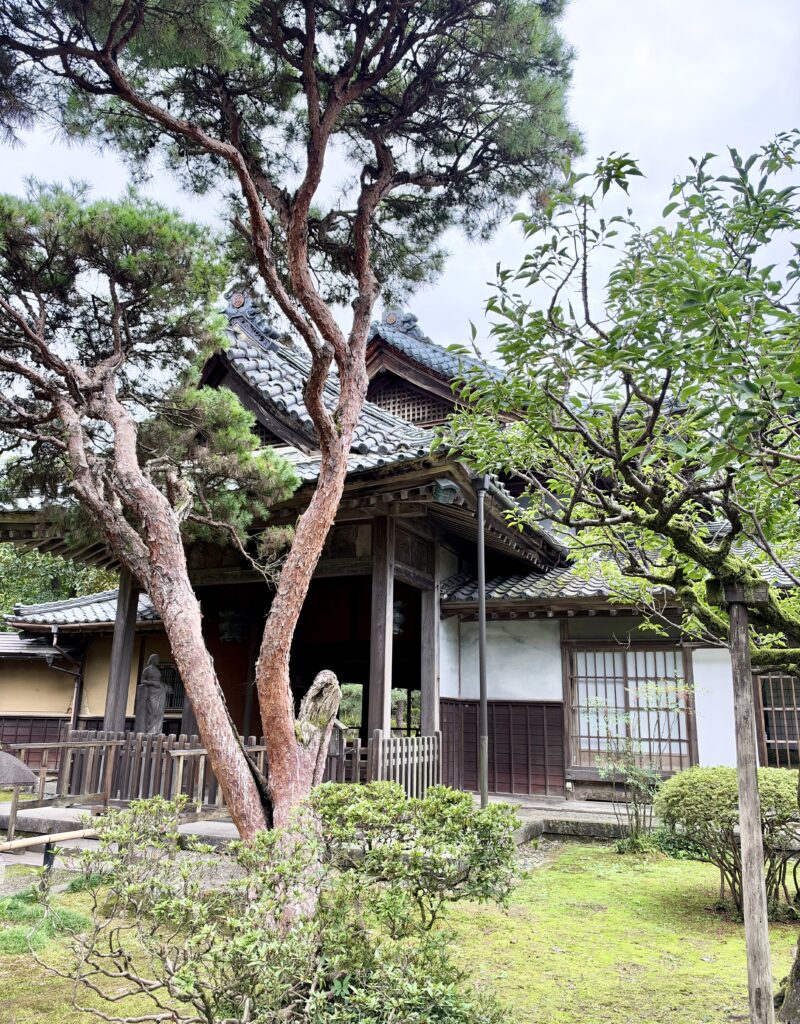 赤松と植栽の向こうに見える北方文化博物館の伝統的な木造建築